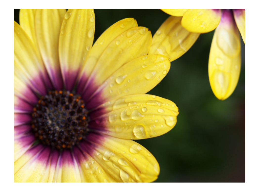 Close-up van een gele bloem van de Spaanse Margriet met een paarse kern en waterdruppels.