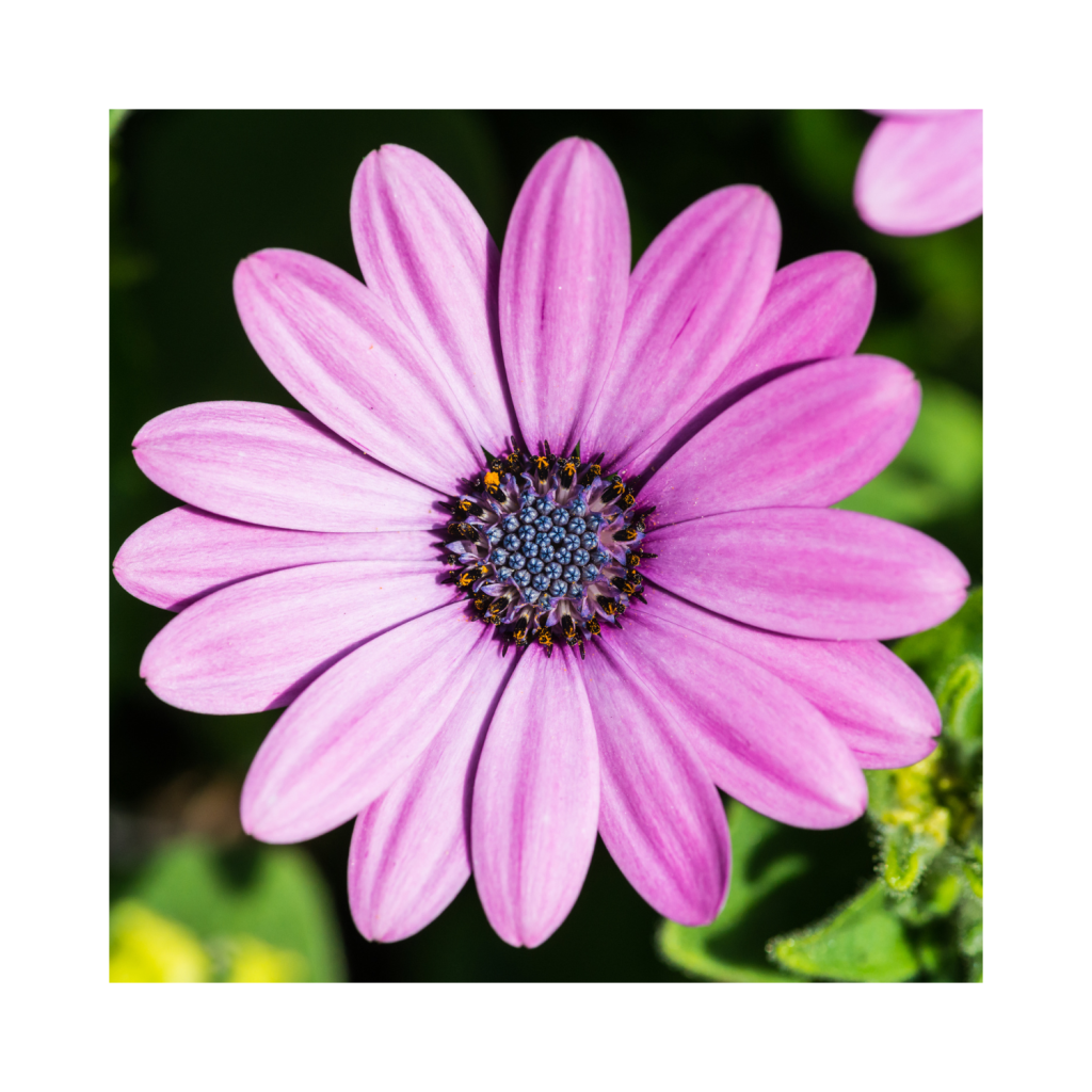 Close-up van paarse Spaanse Margriet (Osteospermum).