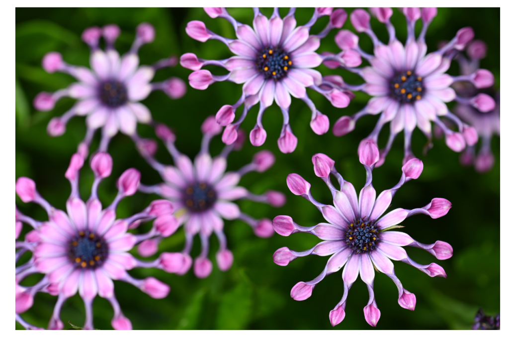 Prachtige Spaanse Margriet (Osteospermum) met lepelvormige bloemen.