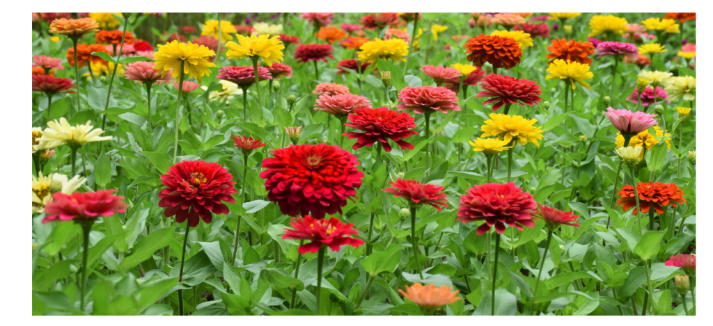 Diverse Zinnia-bloemen in verschillende kleuren sieren de tuin.