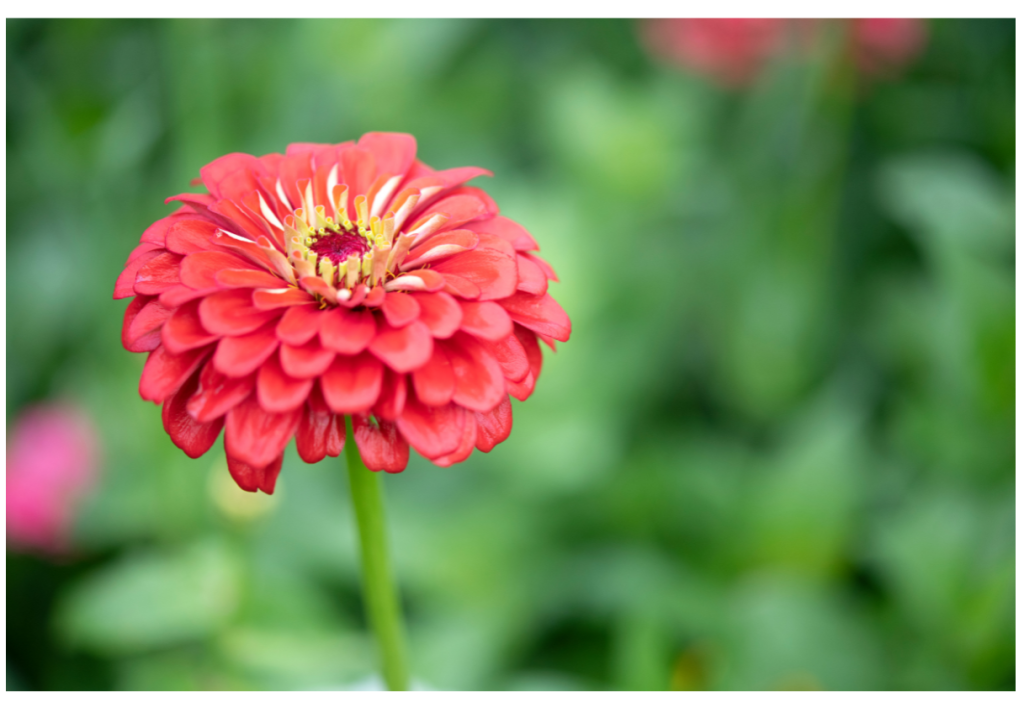 Schitterende Zinnia-bloem in een betoverende koraalroze tint.