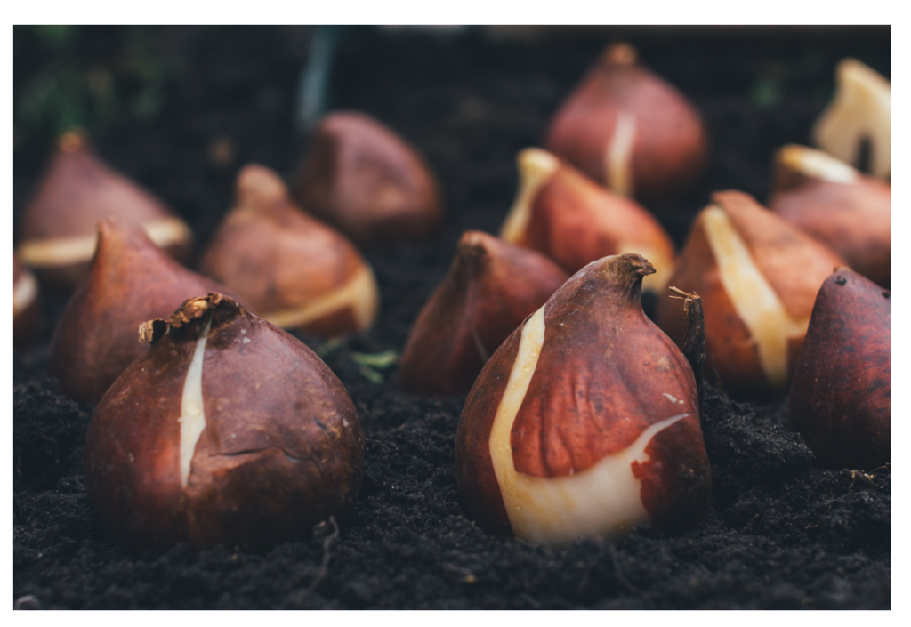 Uienbollen klaar voor het planten in de grond, klaar om te groeien en te bloeien.