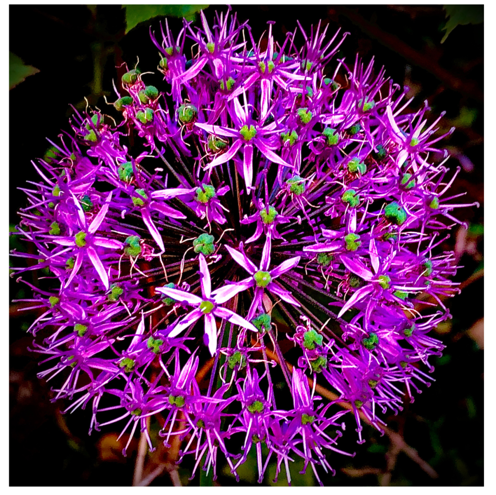 Close-up van Allium-bloem met elk detail van de bloemblaadjes en meeldraden.