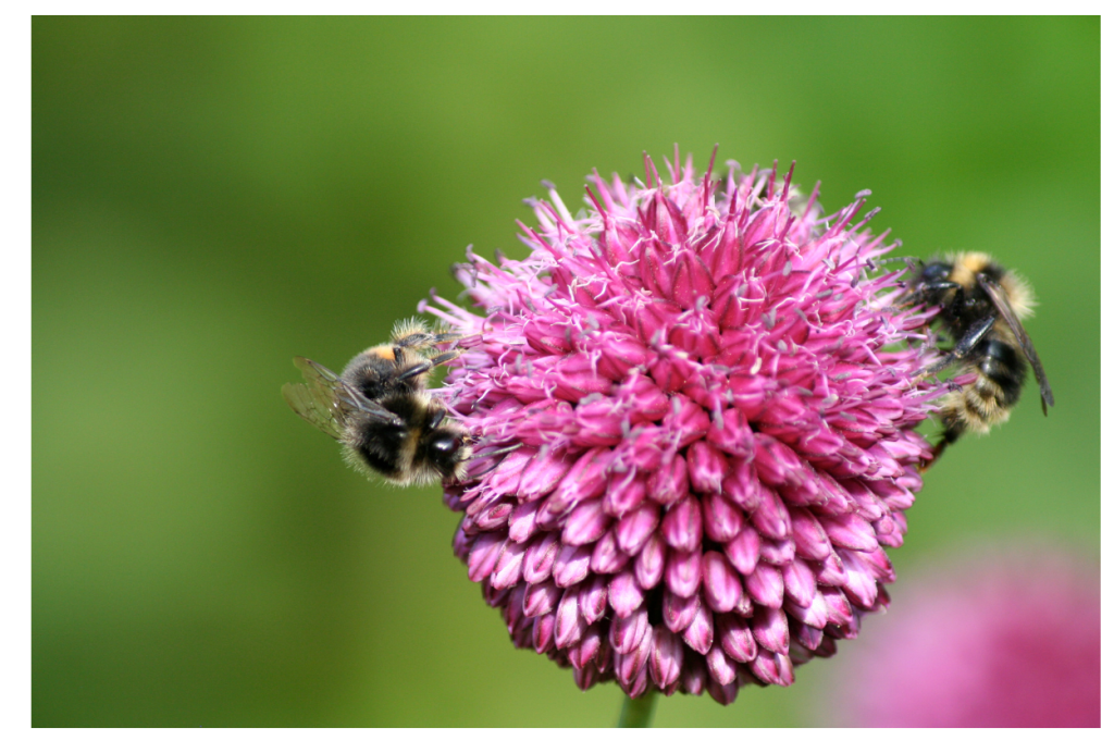 Allium met kleine, roze bloemen in volle bloei, omringd door twee bijen, een waardevolle aanvulling voor de tuin en de bestuiving.