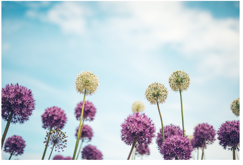 Allium-bloemen in volle bloei, variërend in kleur van paars tot wit, een kleurrijk en opvallend schouwspel in de tuin.