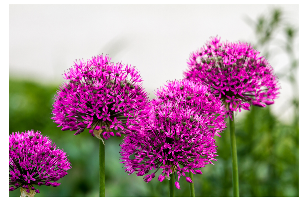 Prachtige Allium in volle bloei met donkerroze bloemen in de tuin, een kleurrijk en sierlijk gezicht.