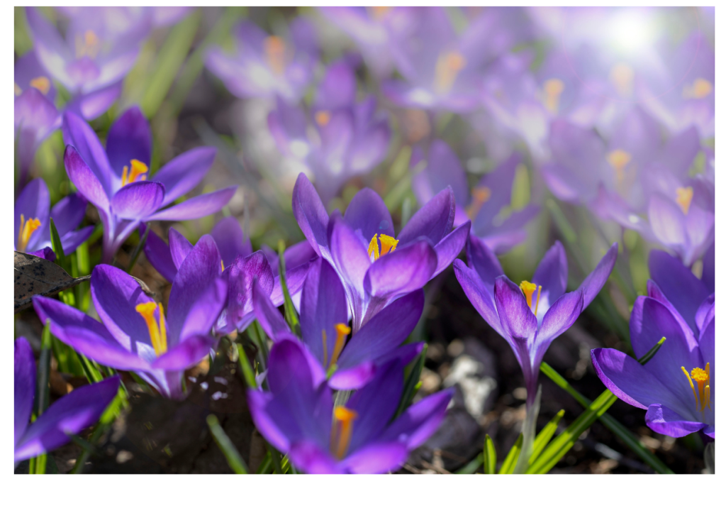 Mooie blauwe krokussen in volle bloei, stralend in de lentezon.