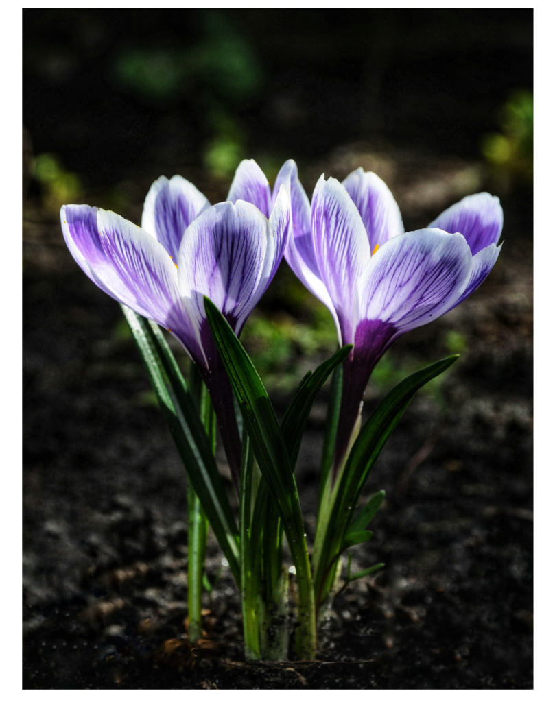 Blauwe krokussen in volle bloei, een prachtig gezicht in de lente.