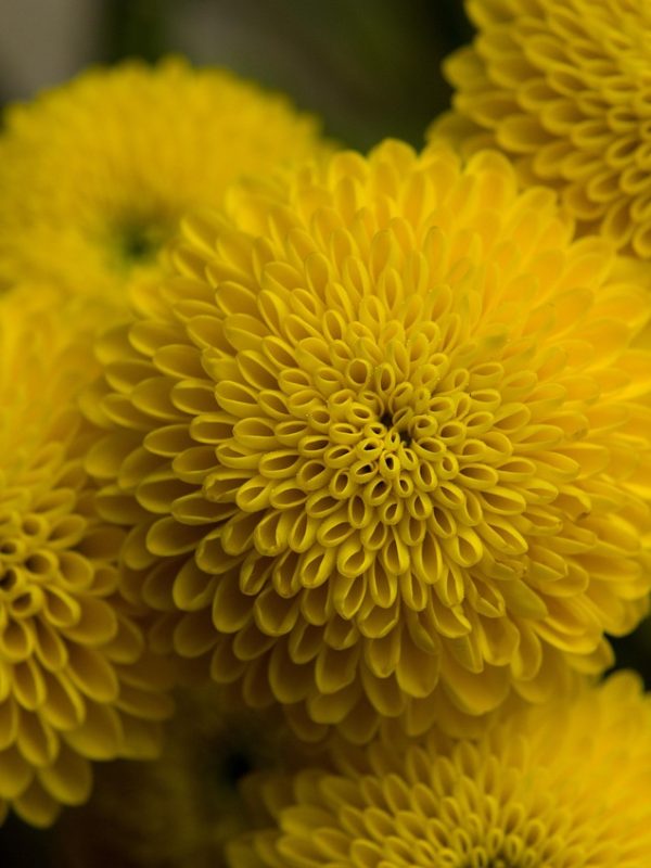 chrysanthemum-4161623_1280