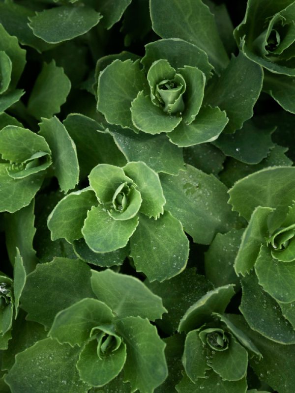 close-up-green-leaves-nature