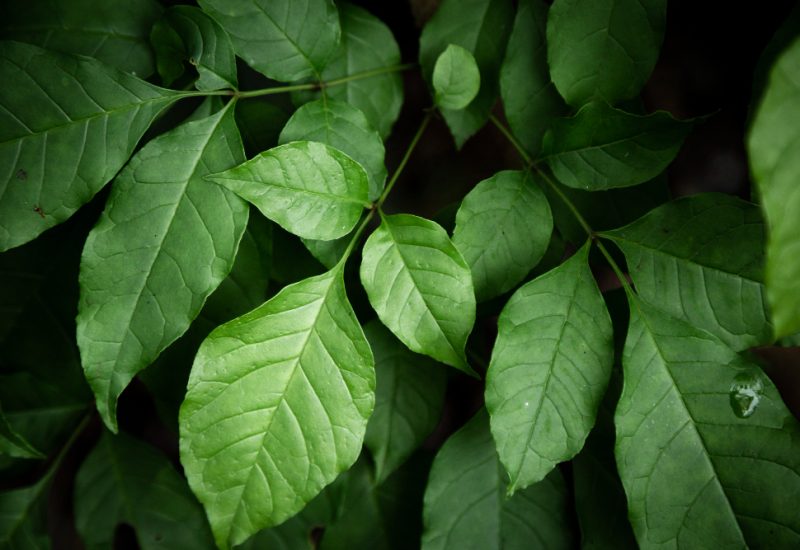 green-leaves-closeup