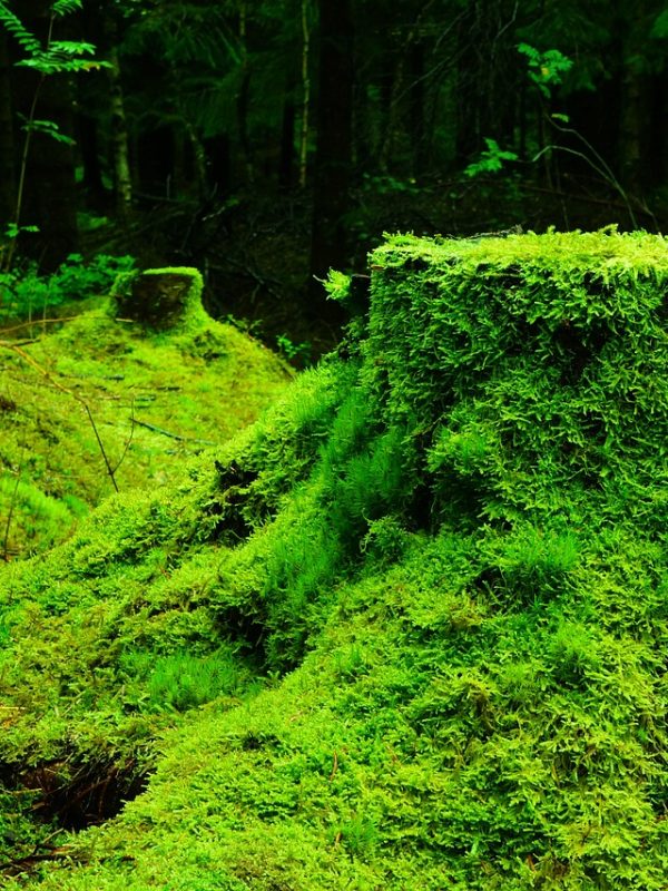 moss-483206_1280