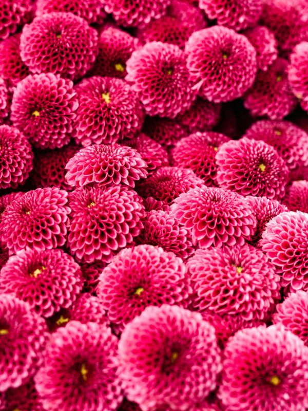 pexels-karola-g-4623024