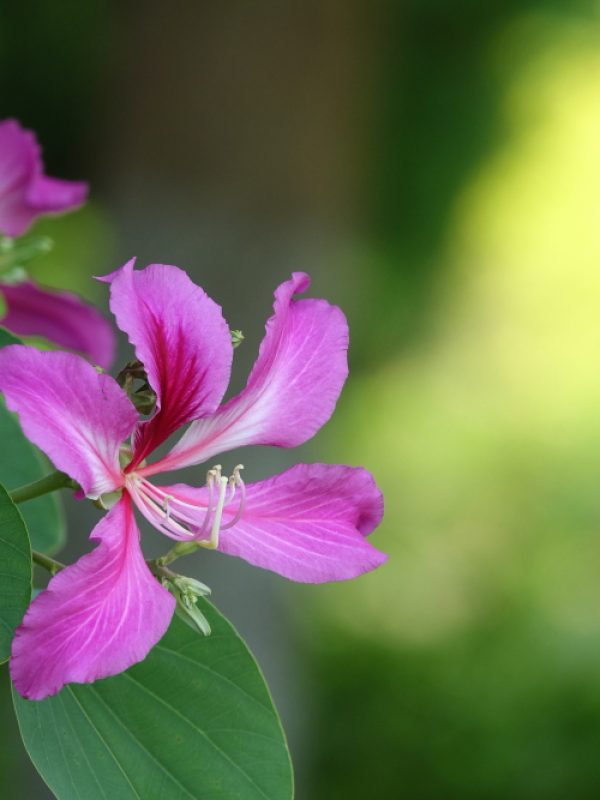 purple-flower-unfocused-background