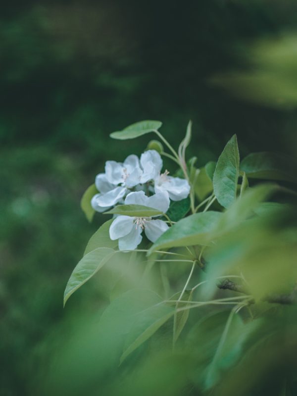 selective-focus-closeup-shot-white-flowers-with-green-leaves