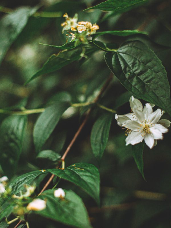 selective-focus-shot-beautiful-small-white-flowers-bush-middle-forest