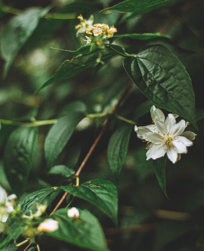 selective-focus-shot-beautiful-small-white-flowers-bush-middle-forest